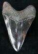 Glossy Lower Megalodon Tooth - Medway Sound #12292-2